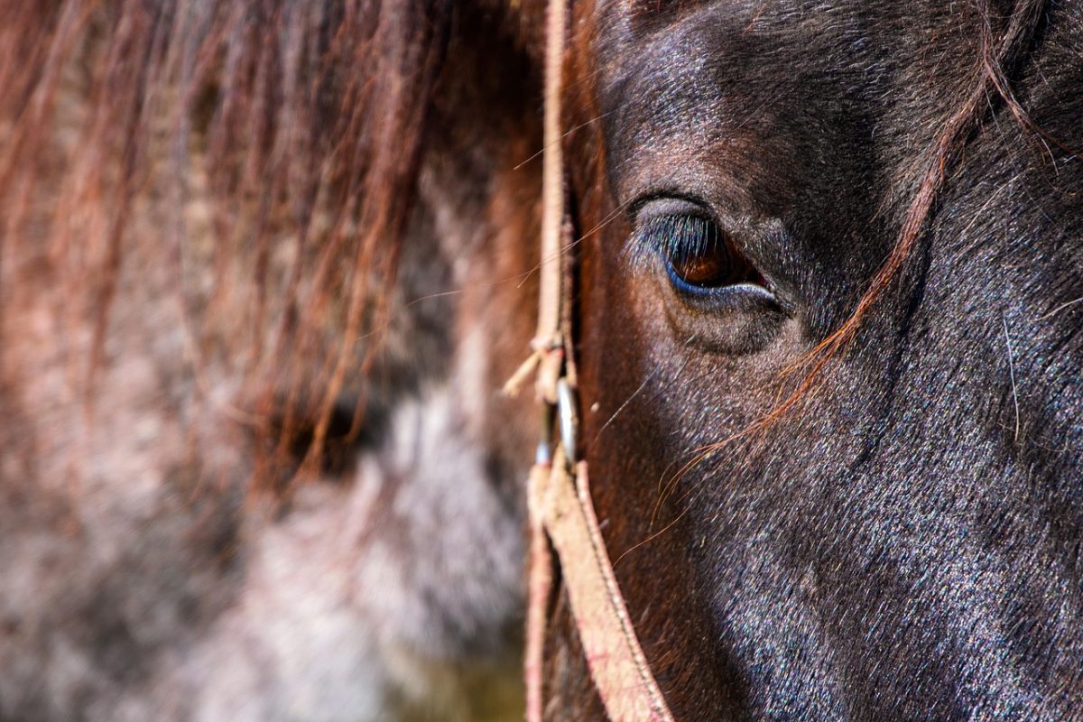 Día del Caballo en Castellar: fechas y programación completa de la cita